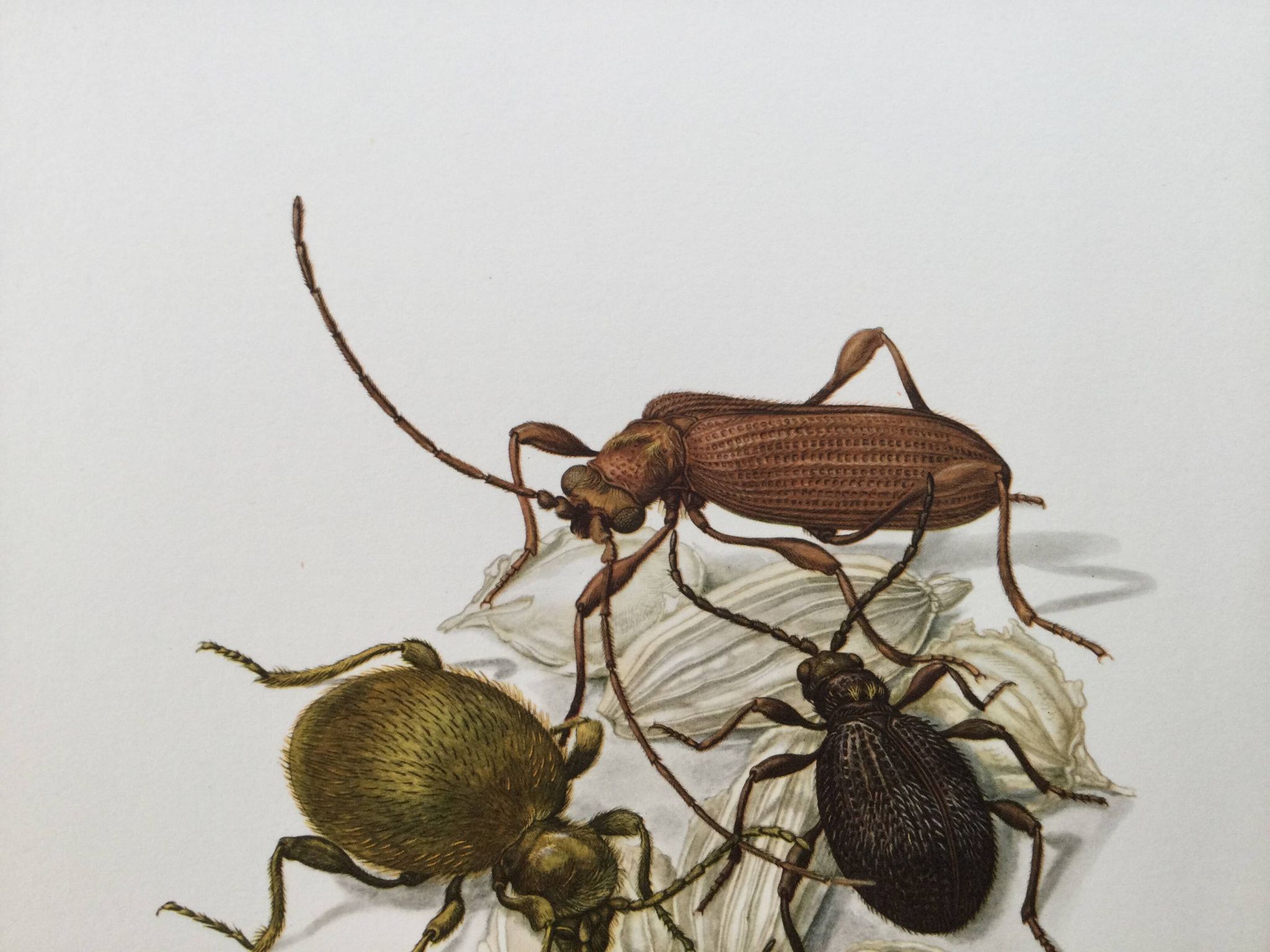 Antique illustration of insects, original plate, 1960s