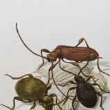 Antique illustration of insects, original plate, 1960s