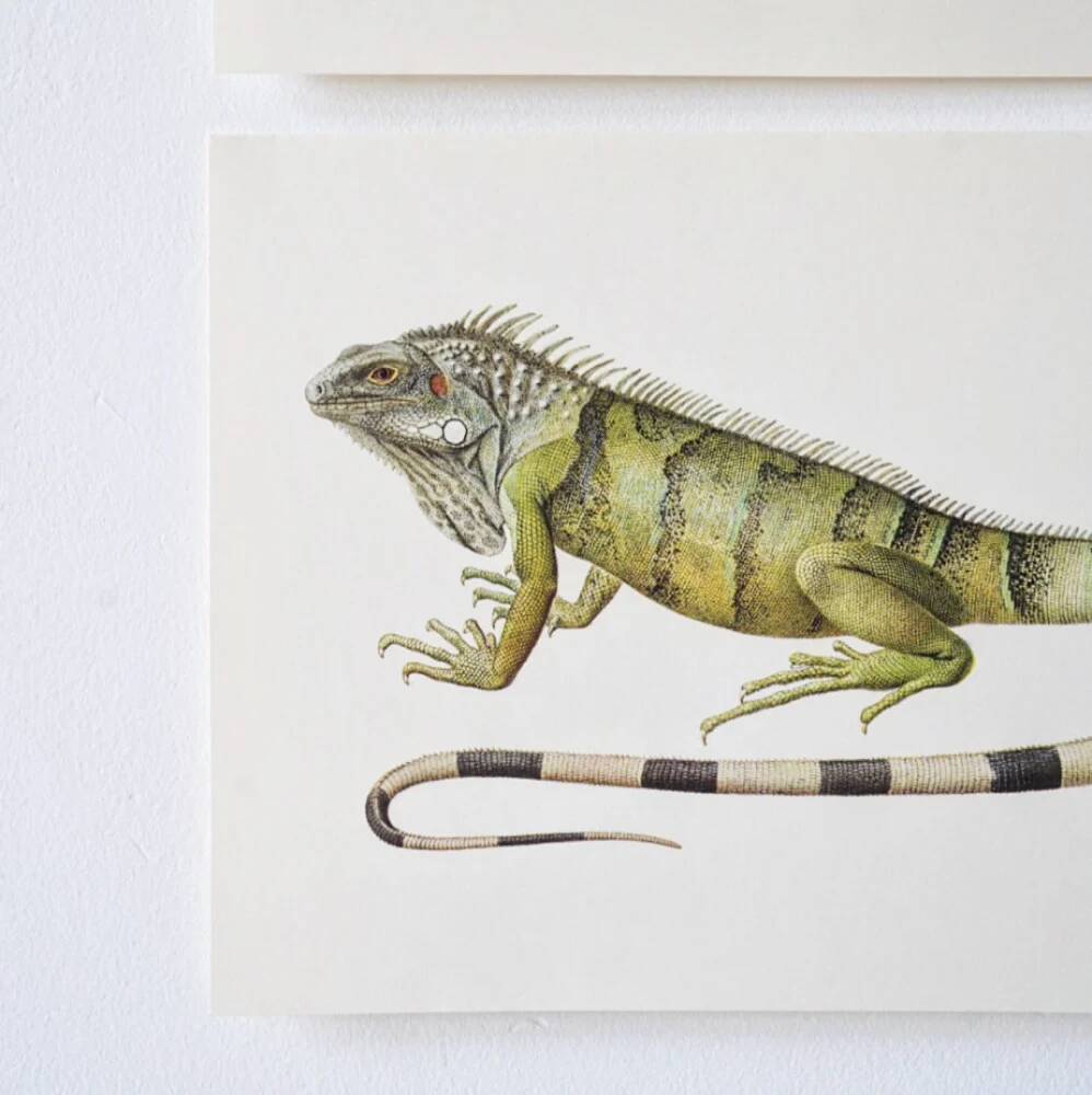 Bestiary plates from the Natural History Museum The iguana