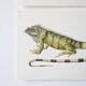 Bestiary plates from the Natural History Museum The iguana