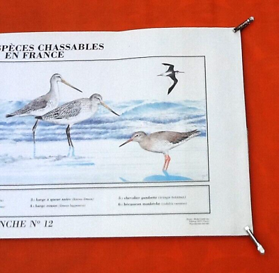 N°12 Huntable species in France