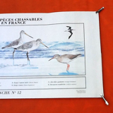 N°12 Huntable species in France