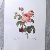 Large vintage botanical poster "hundred-leaf rosebush" PJ Redouté
