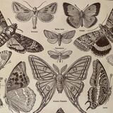 Lithographie gravure sur les papillons de 1922