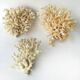 Lot de 3 petits buissons coraux du pacifique