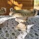 2 vases medicis