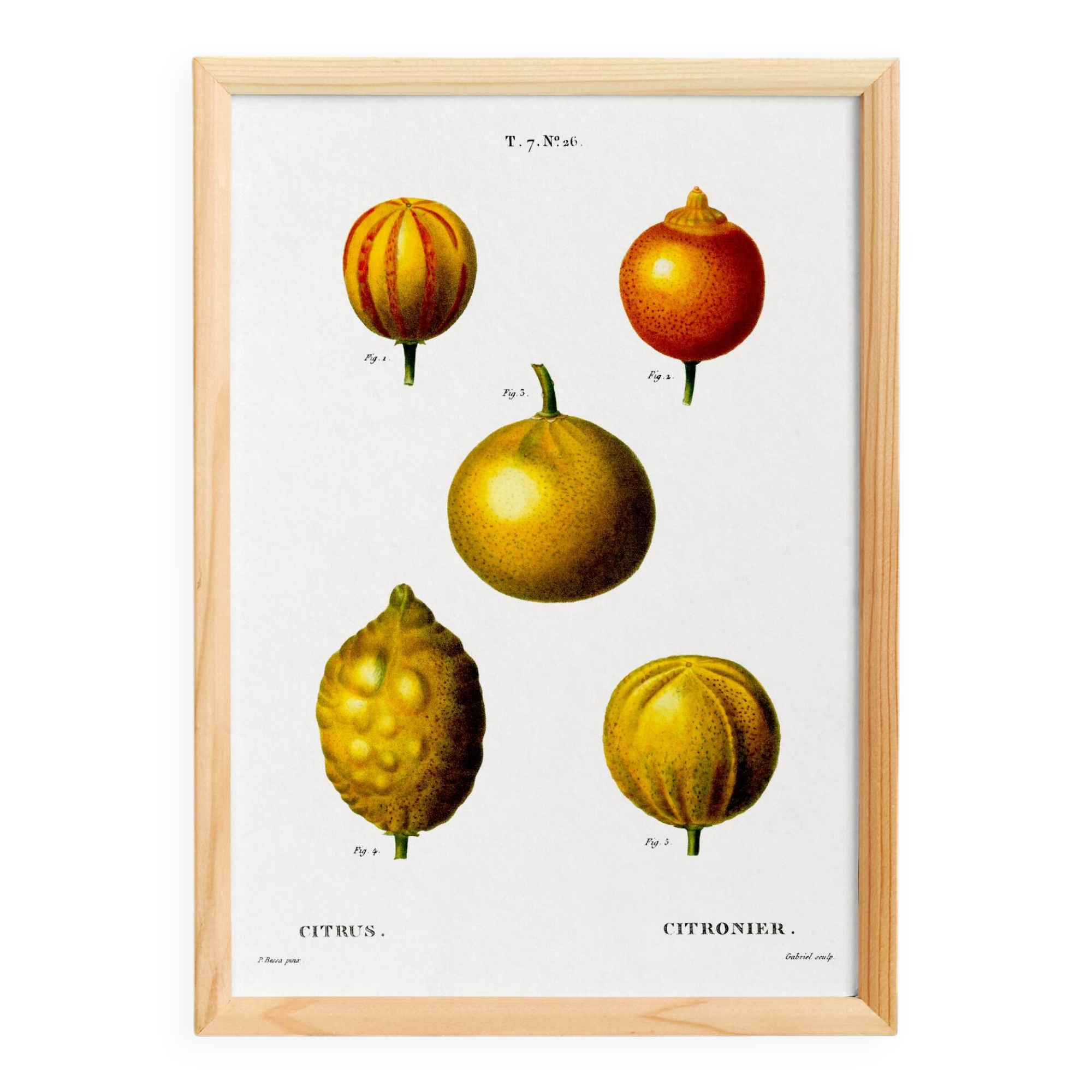Poster about lemons, based on an old engraving from 1802