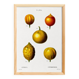 Poster about lemons, based on an old engraving from 1802