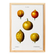 Poster about lemons, based on an old engraving from 1802