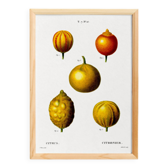 Poster about lemons, based on an old engraving from 1802