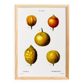 Affiche sur les citrons, d’après une gravure ancienne de 1802
