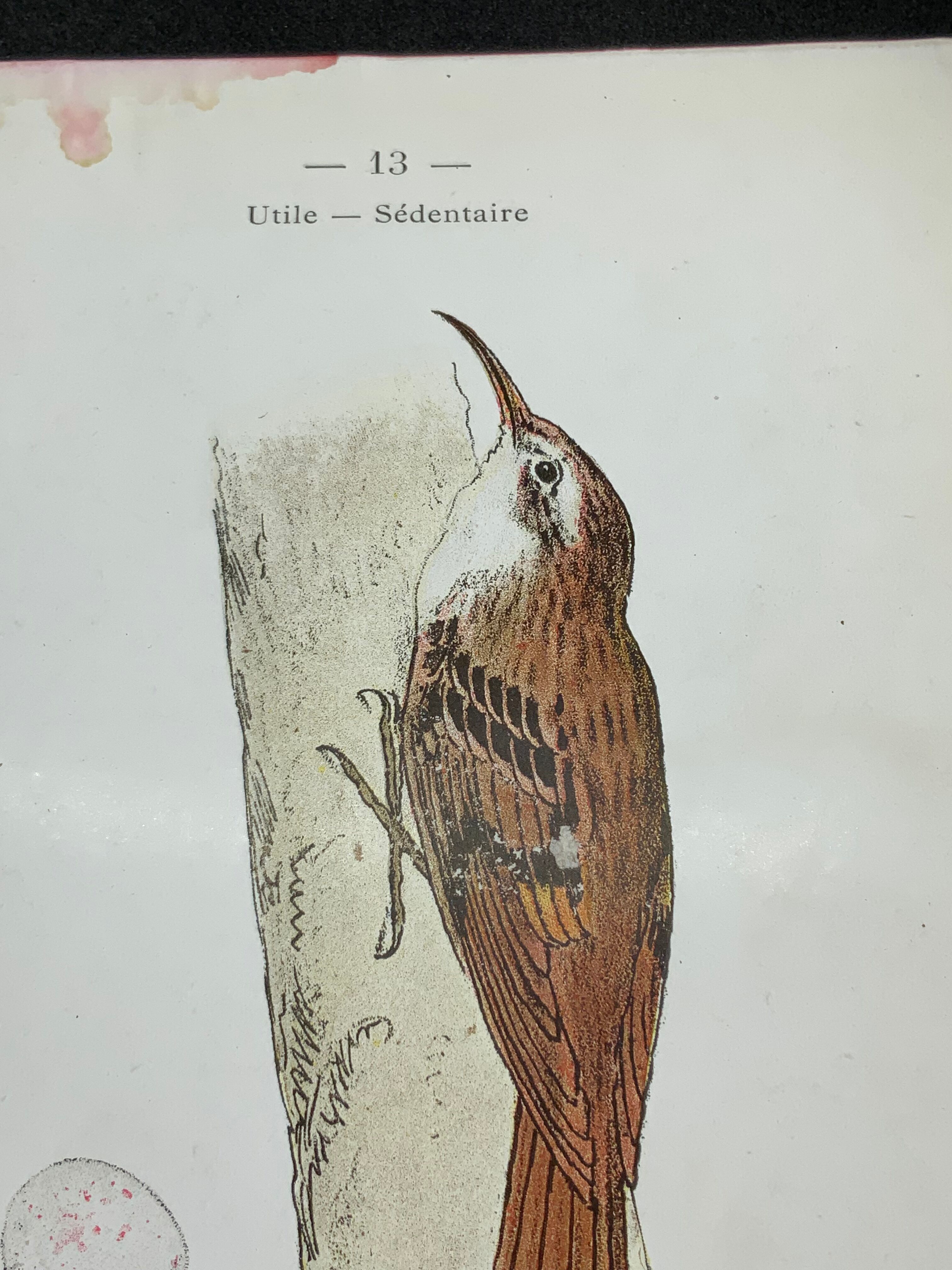 Planche naturaliste ancienne oiseaux gravure double face ouvrage 1908 G. Denise