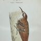 Planche naturaliste ancienne oiseaux gravure double face ouvrage 1908 G. Denise