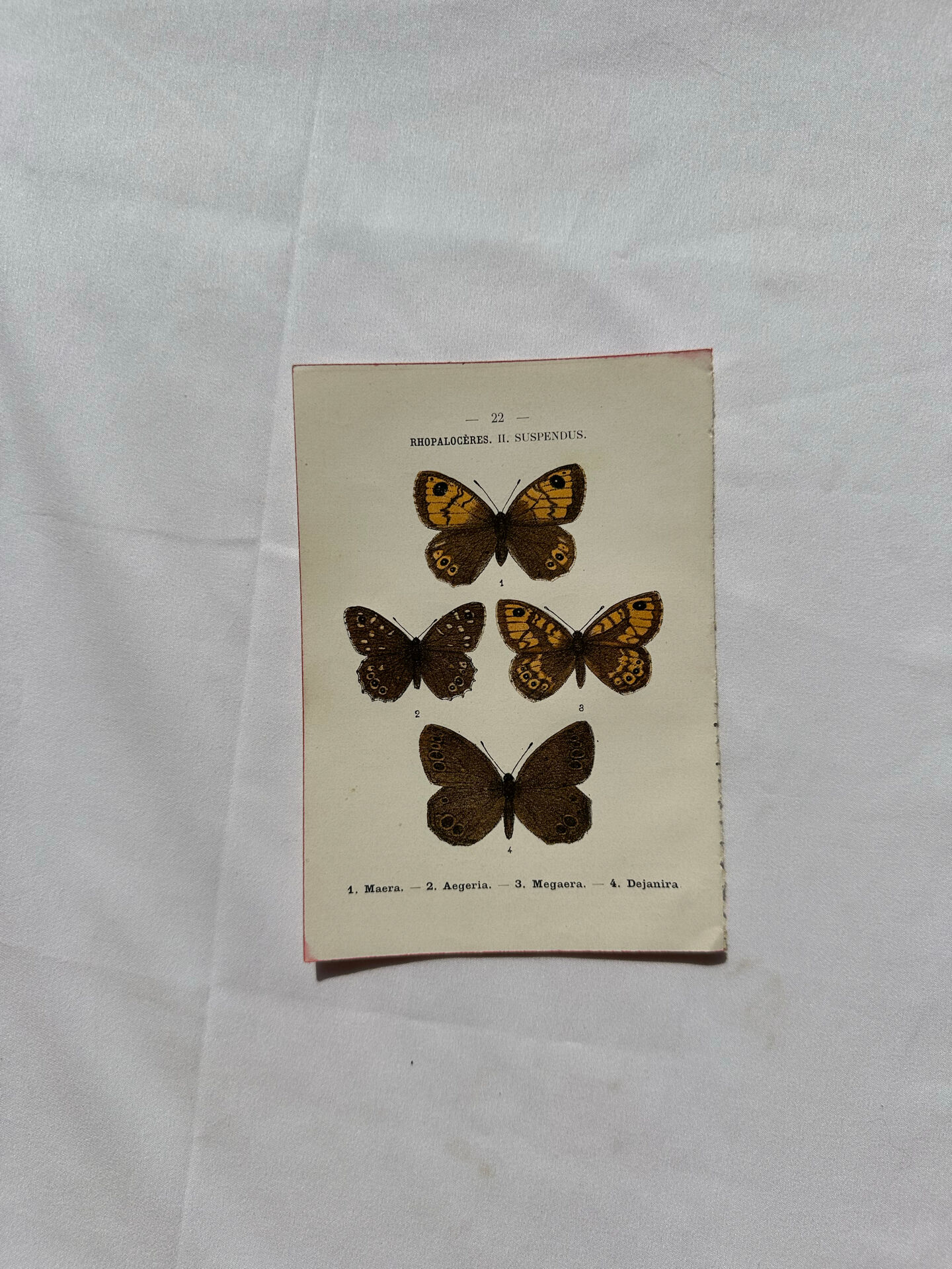 Botanical Plate 1800 Old naturalist engraving 19th century double-sided