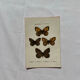 Botanical Plate 1800 Old naturalist engraving 19th century double-sided