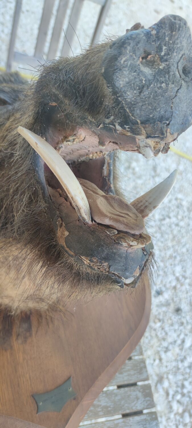 Wild boar hunting trophy