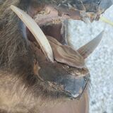 Wild boar hunting trophy