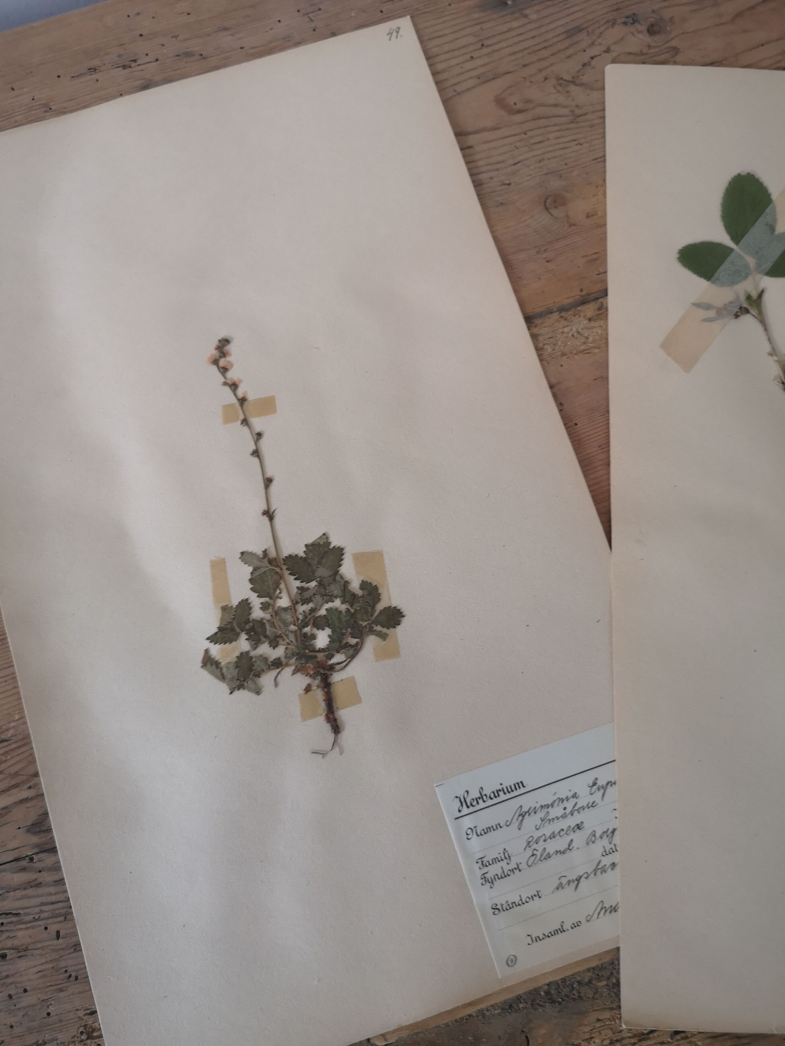Anders's herbarium - ancient Swedish herbarium boards