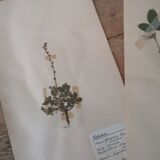 Anders's herbarium - ancient Swedish herbarium boards