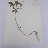 Ensemble de 6 planches d'herbier