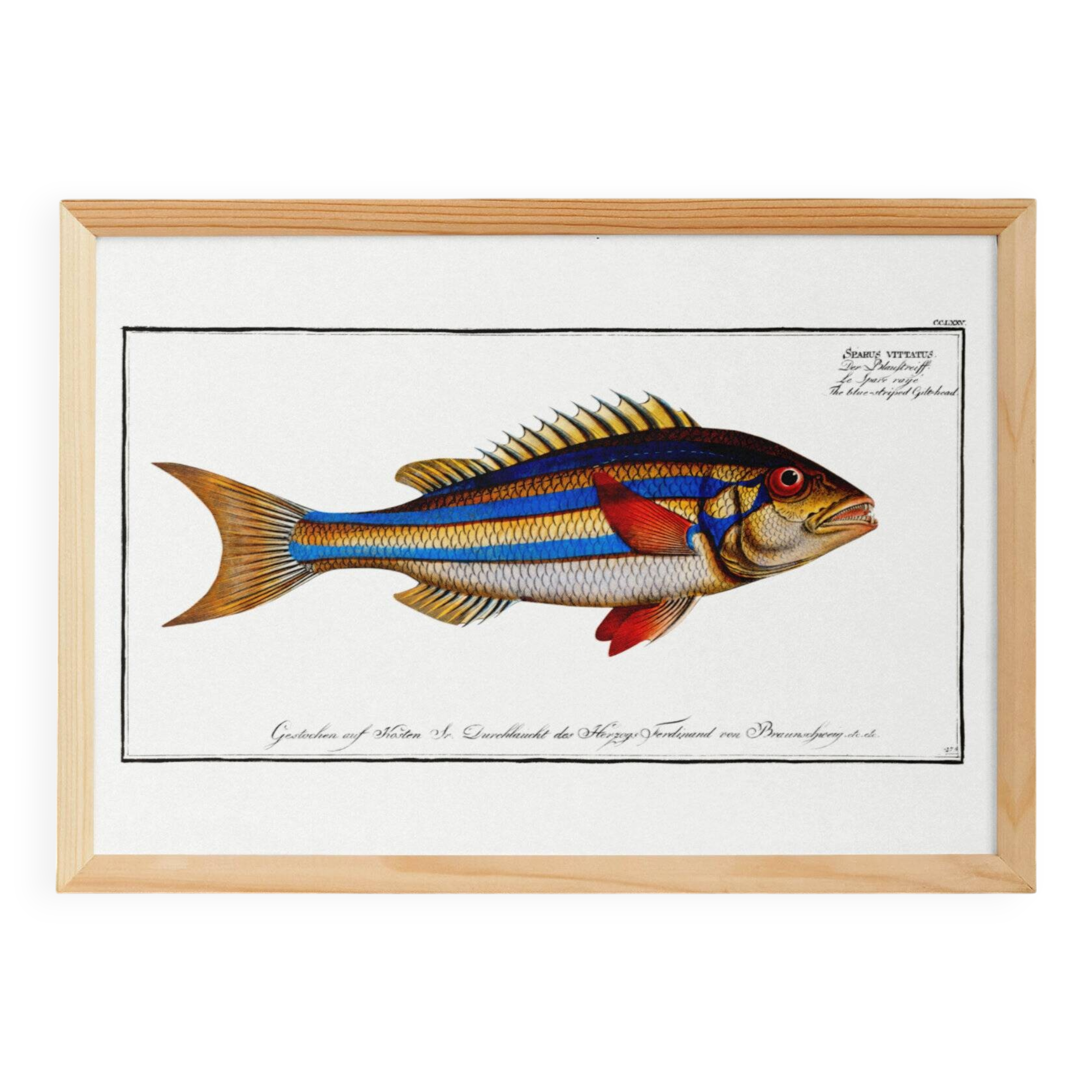 Poster of the three-banded pentapod, based on an old engraving