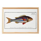 Poster of the three-banded pentapod, based on an old engraving