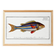 Poster of the three-banded pentapod, based on an old engraving