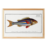 Poster of the three-banded pentapod, based on an old engraving