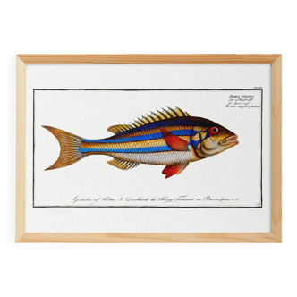 Poster of the three-banded pentapod, based on an old engraving