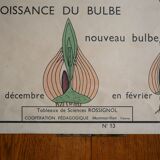 Vintage school botanical poster "La Tulipe" - "The Golden Button"