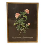 Lithographie Rose d’après Redouté