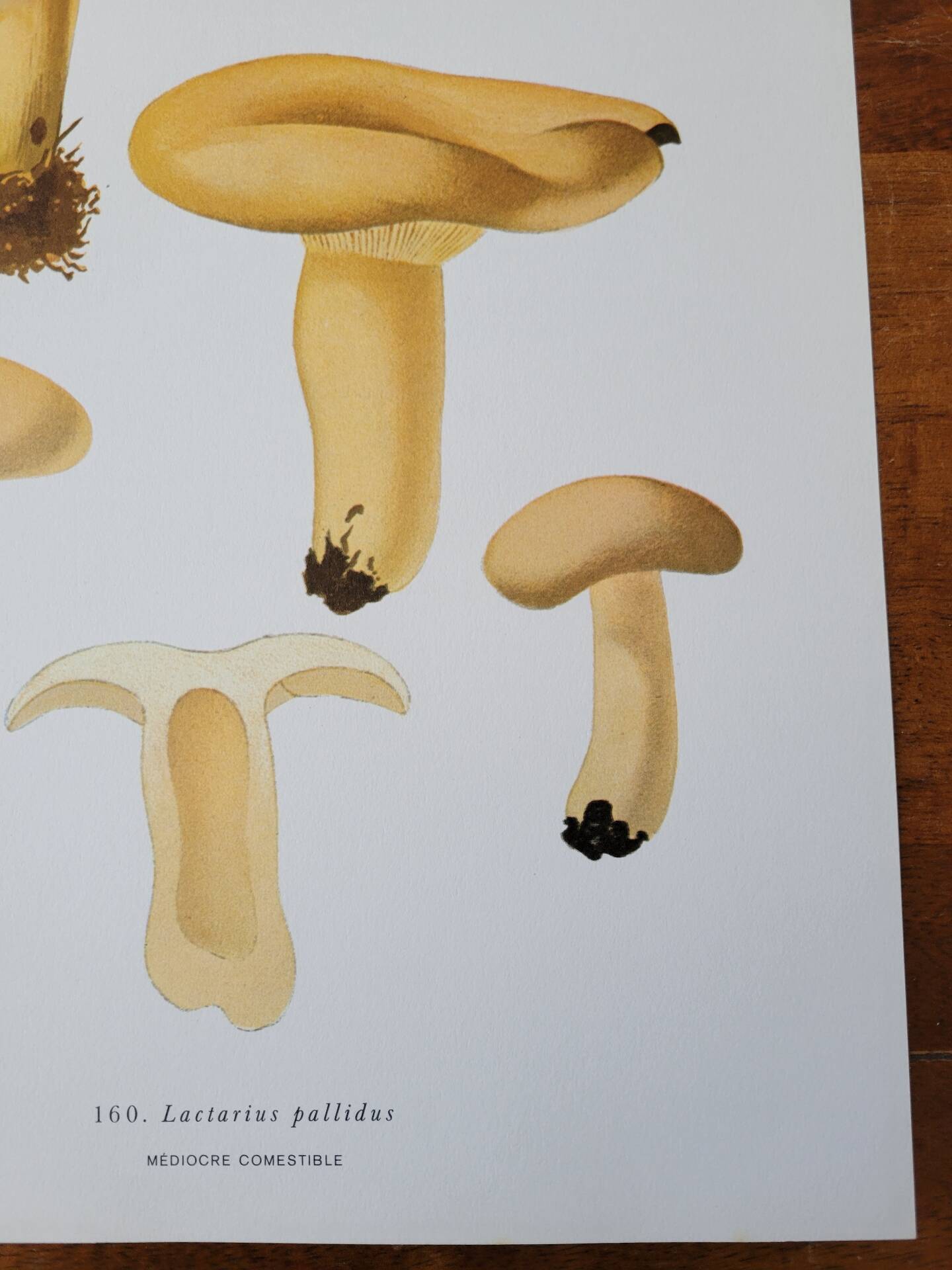 Planche lithographique champignon Lactaire, 1960