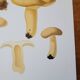 Planche lithographique champignon Lactaire, 1960
