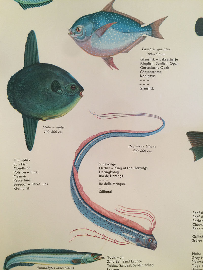Vintage marine wildlife poster, 80s