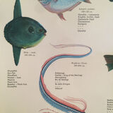 Vintage marine wildlife poster, 80s