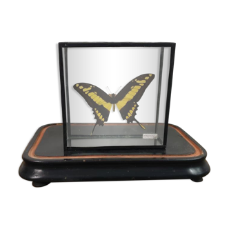 Butterfly entomology box