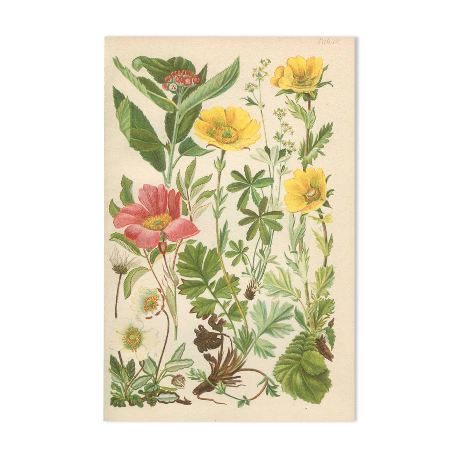 Botanical plate 1906: Sorbus, rosa alpina, geum, alchimilla, mountain benedict
