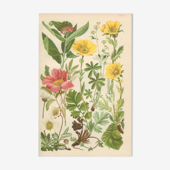 Botanical plate 1906: Sorbus, rosa alpina, geum, alchimilla, mountain benedict