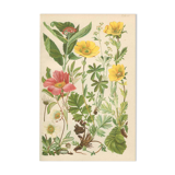 Botanical plate 1906: Sorbus, rosa alpina, geum, alchimilla, mountain benedict