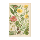 Botanical plate 1906: Sorbus, rosa alpina, geum, alchimilla, mountain benedict