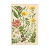 Botanical plate 1906: Sorbus, rosa alpina, geum, alchimilla, mountain benedict