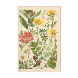 Planche botanique 1906: Sorbus, rosa alpina, geum, alchimilla, benoîte de montagne