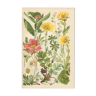 Planche botanique 1906: Sorbus, rosa alpina, geum, alchimilla, benoîte de montagne