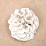 White coral, 70s