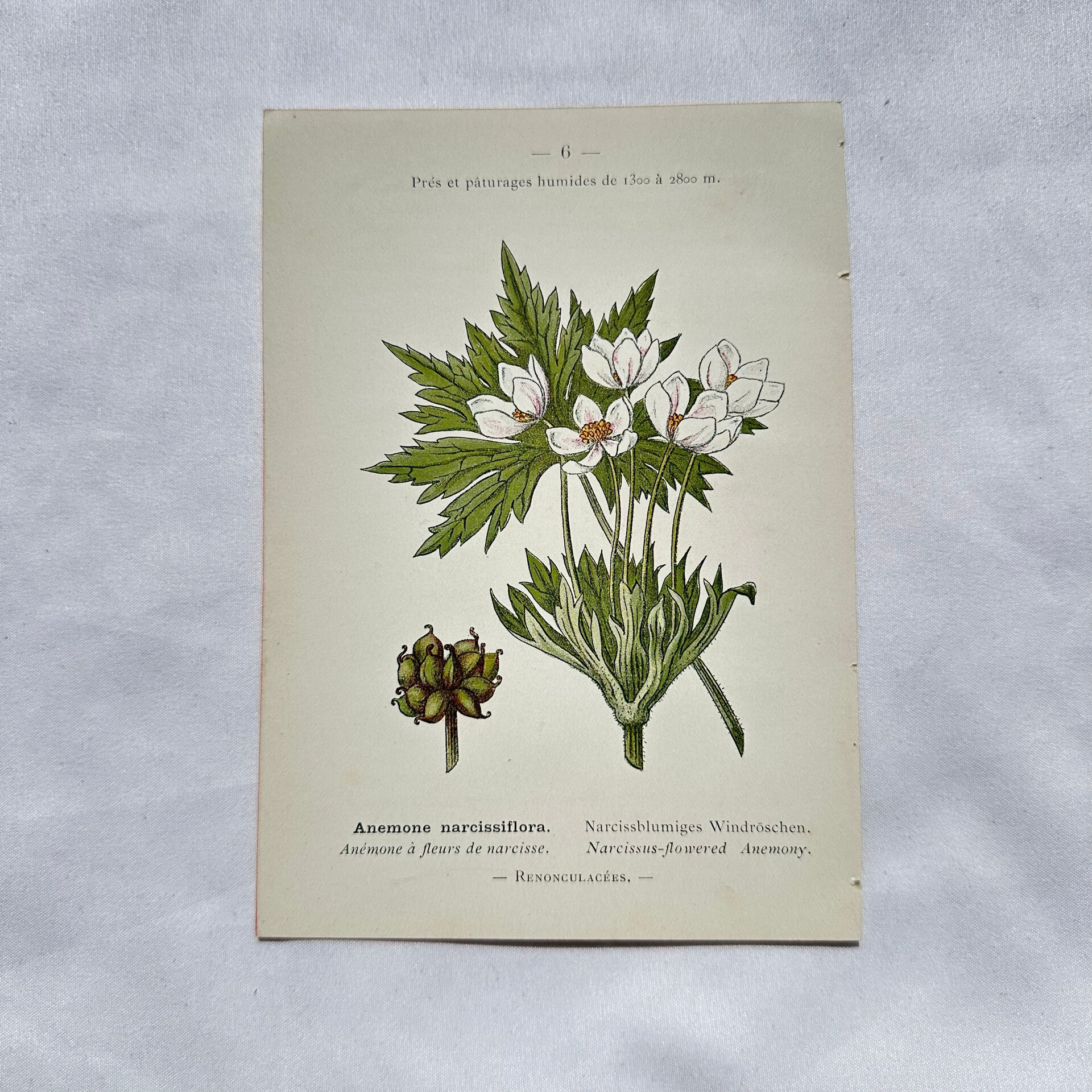 Old botanical engraving from the 19th century – Coloured botanical plates