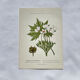 Old botanical engraving from the 19th century – Coloured botanical plates