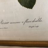 Framed Rosa "Rosa muscosa multiplex"