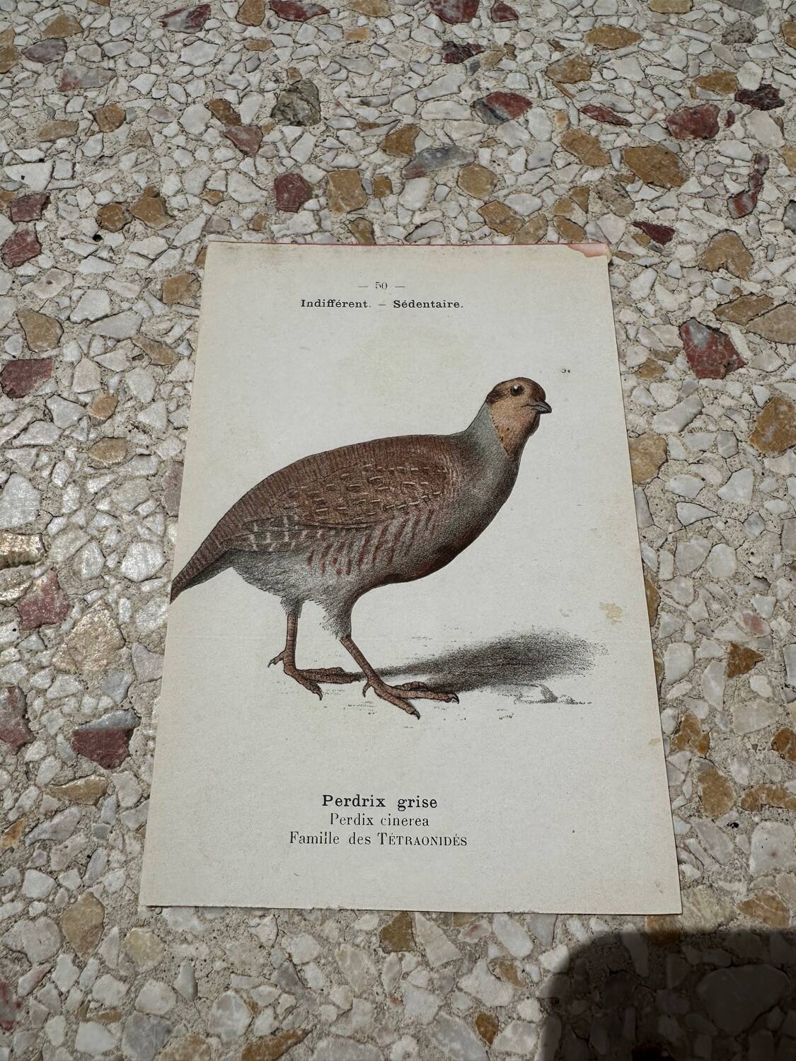 Naturalist engraving botanical plate birds 1908