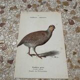 Naturalist engraving botanical plate birds 1908