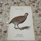 Naturalist engraving botanical plate birds 1908